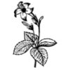 FLOWER06
