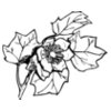 FLOWER09