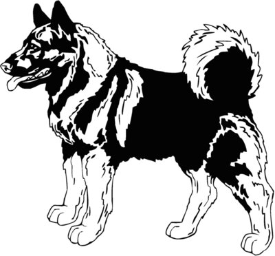 elkhound