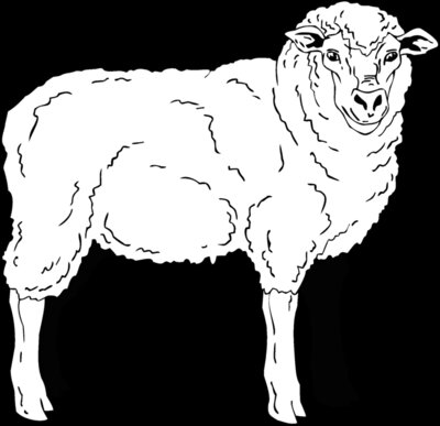 sheep2