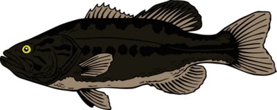 fish largemouthbass