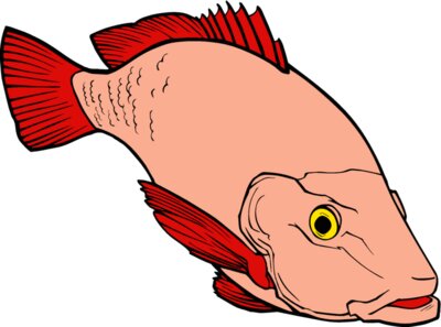 fish redsnapper 2