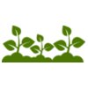 Plant Leaves