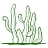 Cactus 2