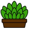 Succulent Plant