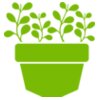 Succulent Plant 3