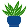 Succulent Plant 2